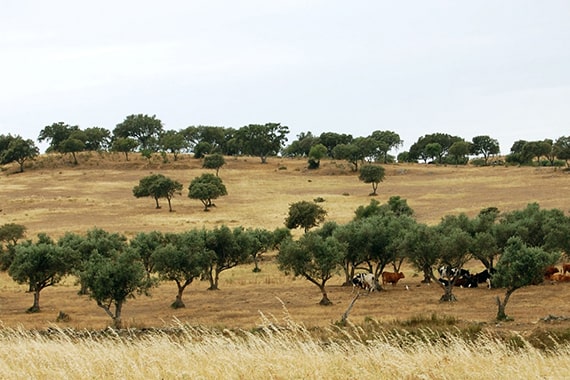 alentejo