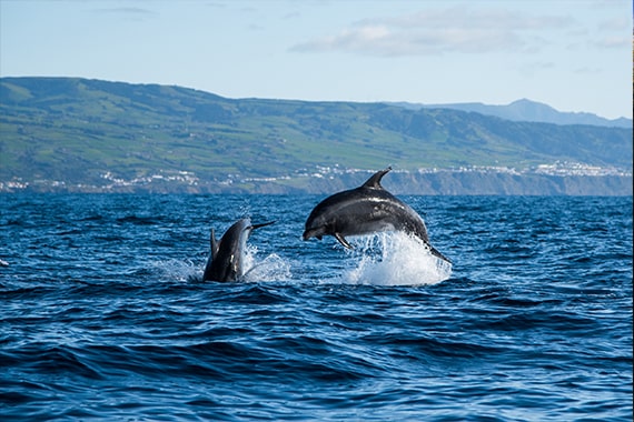 açores